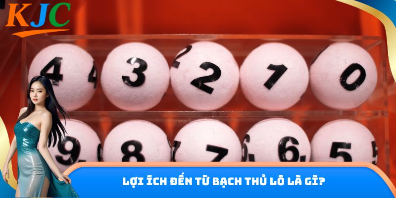 Lợi ích đến từ bạch thủ lô là gì?